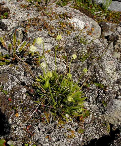 Tofieldia pusilla