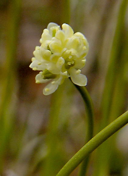 Tofieldia pusilla