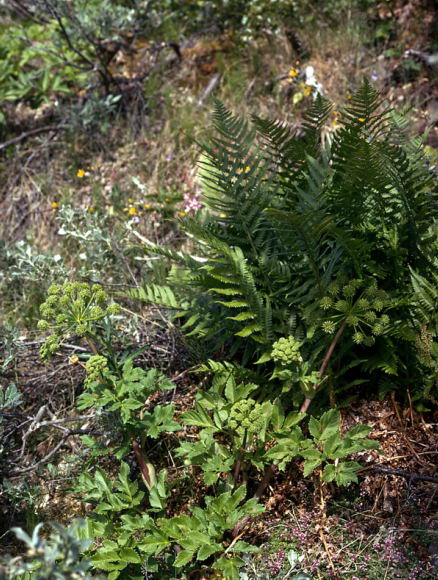 Dryopteris filix-mas