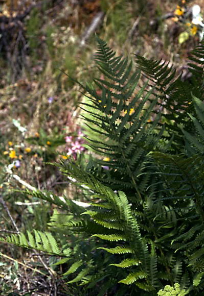 Dryopteris filix-mas