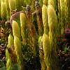 Lycopodium dubium