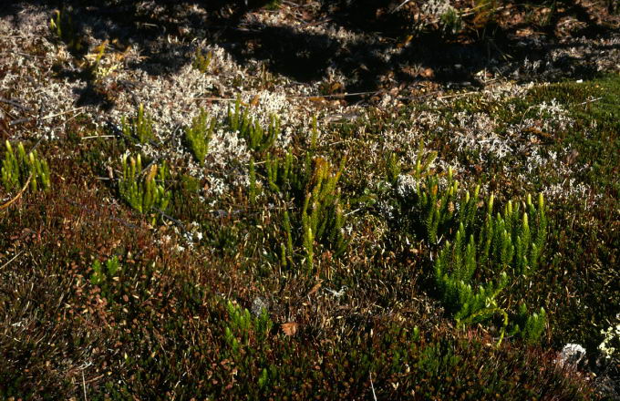 Lycopodium dubium