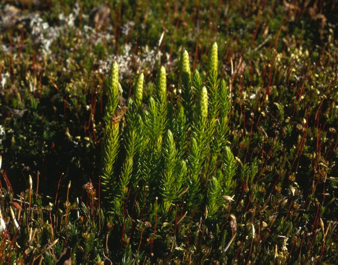 Lycopodium dubium