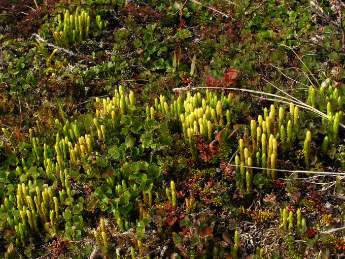 Lycopodium dubium