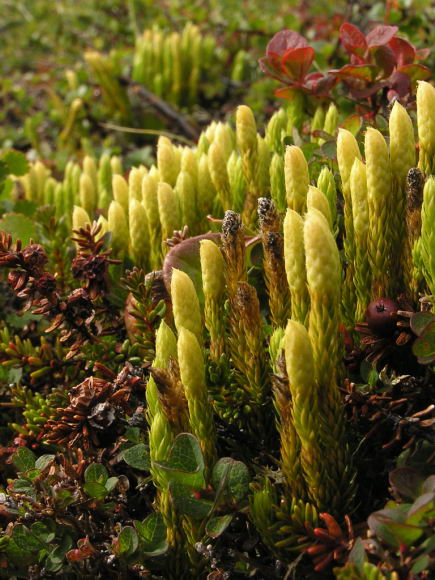 Lycopodium dubium