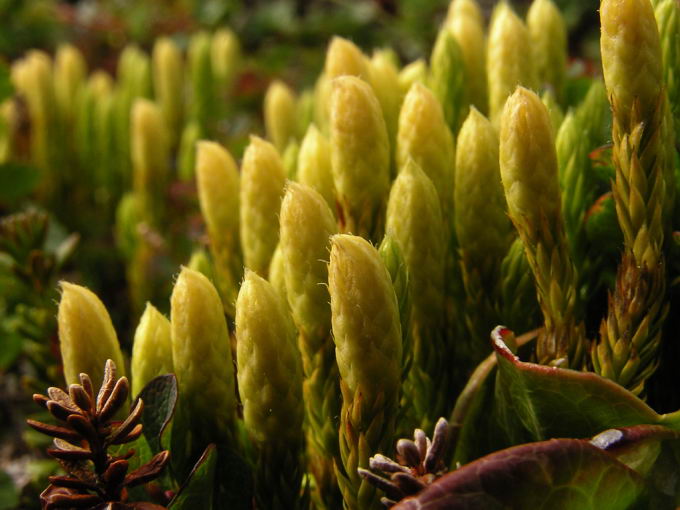 Lycopodium dubium