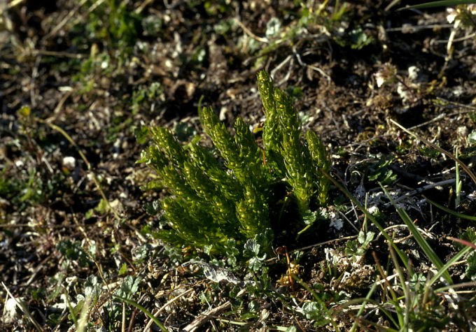 Selaginella selaginoides