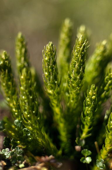 Selaginella selaginoides