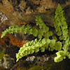 Woodsia glabella