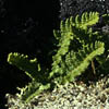 Woodsia ilvensis