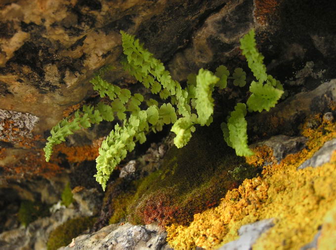 Woodsia glabella