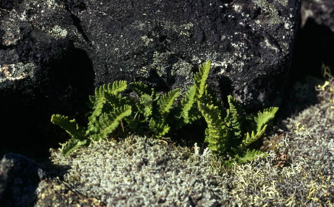 Woodsia ilvensis