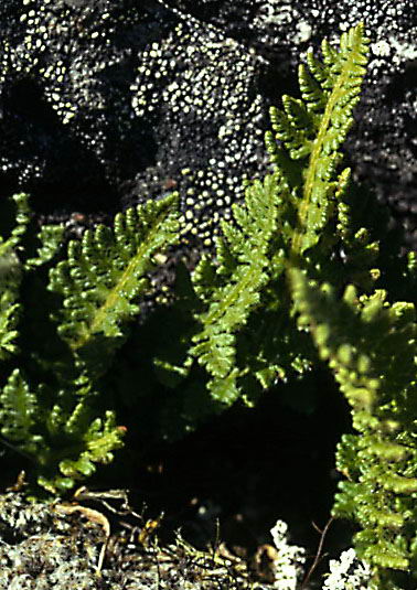 Woodsia ilvensis