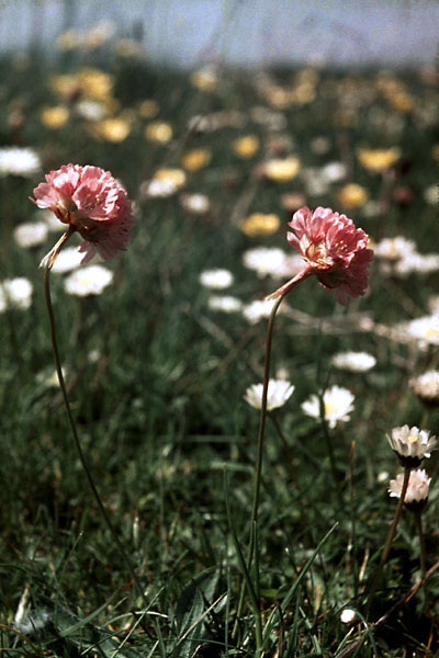 Sejlerminder 1968-69