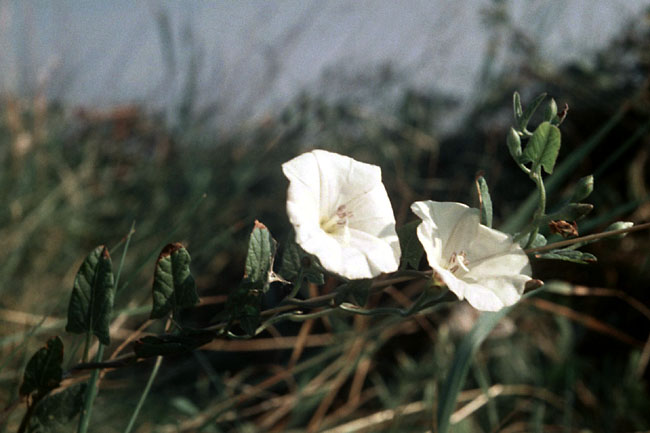 Sejlerminder 1968-69