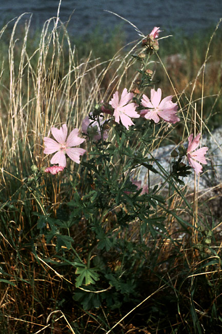 Sejlerminder 1968-69