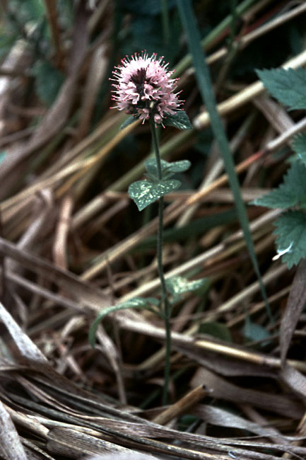 Sejlerminder 1968-69