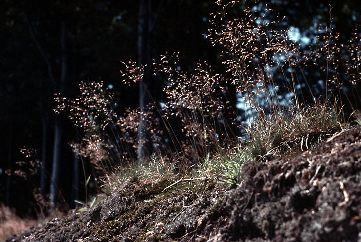 Sejlerminder 1971