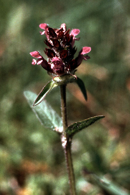 Sejlerminder 1971