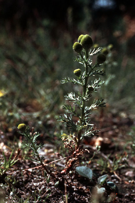 Sejlerminder 1971