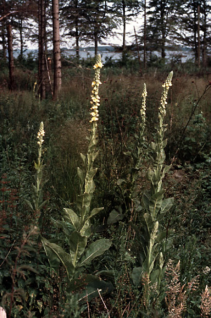 Sejlerminder 1971