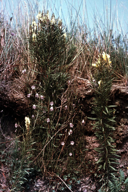 Sejlerminder 1971