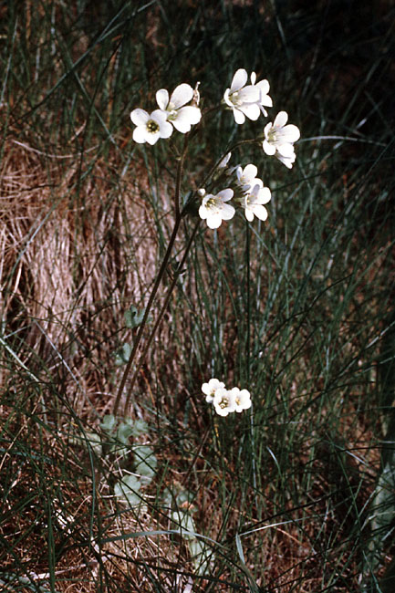 Sejlerminder 1972