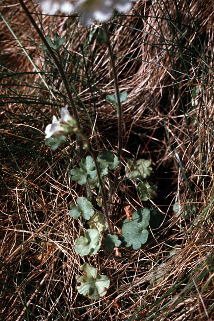 Sejlerminder 1972