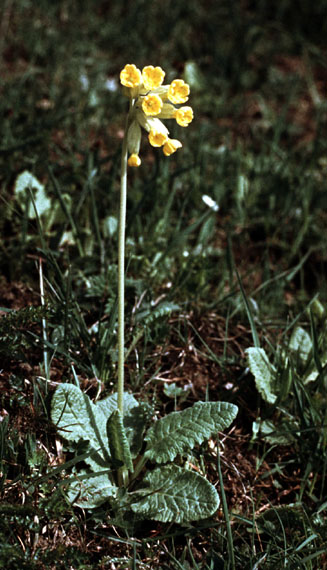 Sejlerminder 1972