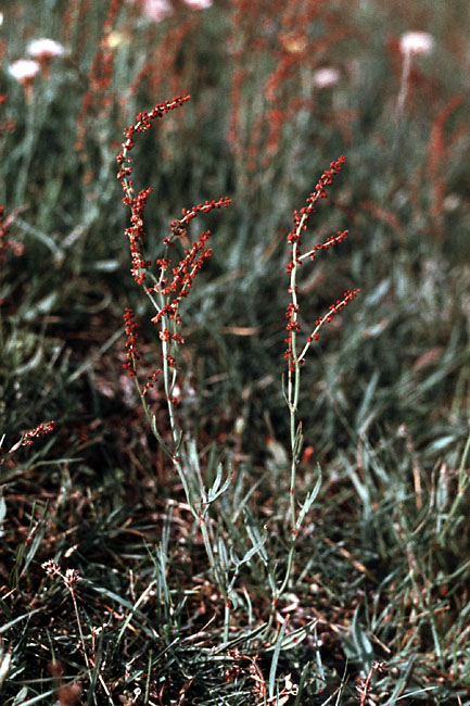 Sejlerminder 1972