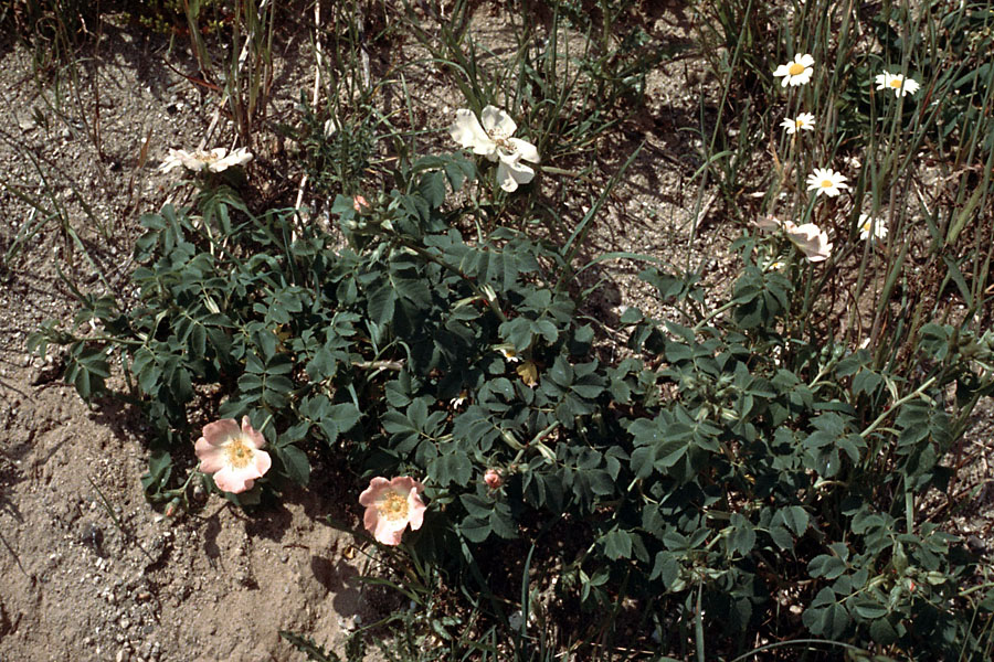 Sejlerminder 1972