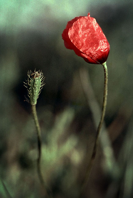 Sejlerminder 1972