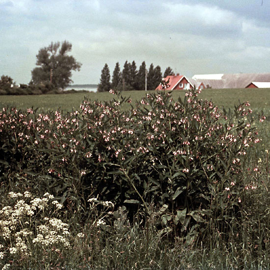 Sejlerminder 1972