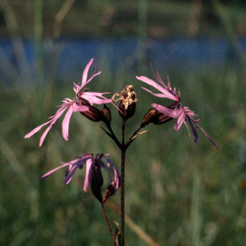 Sejlerminder 1973