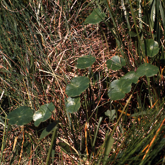 Sejlerminder 1973