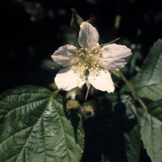 Sejlerminder 1973