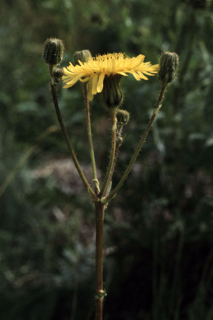 Sejlerminder 1973