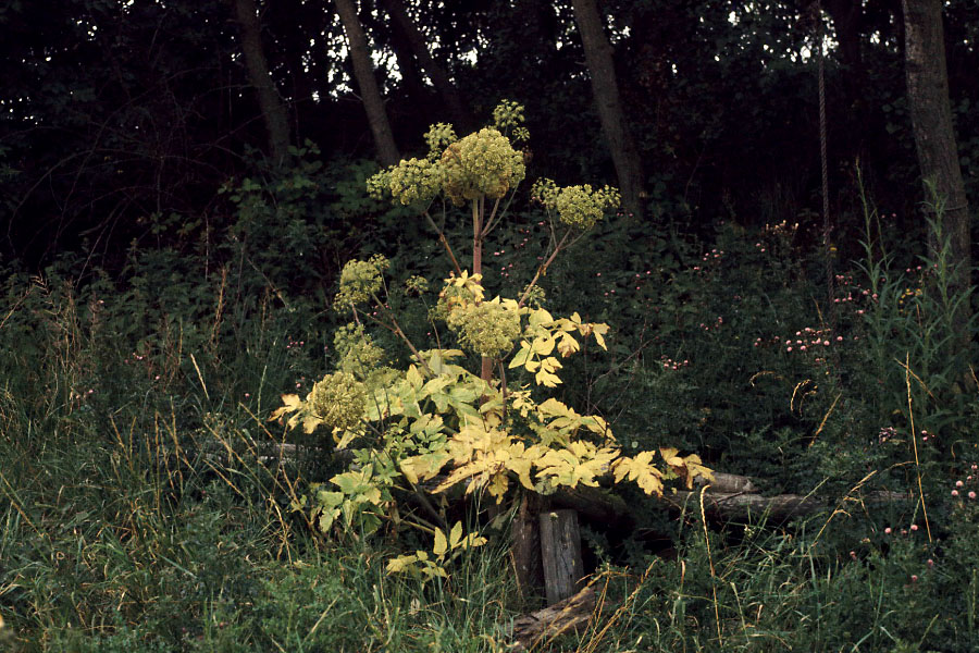 Sejlerminder 1973