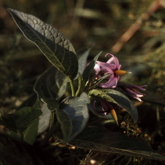 Sejlerminder 1973