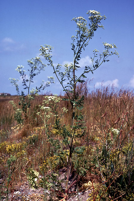 Sejlerminder 1975