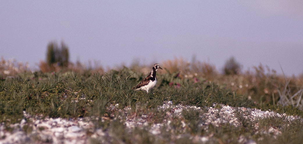 Sejlerminder 1975