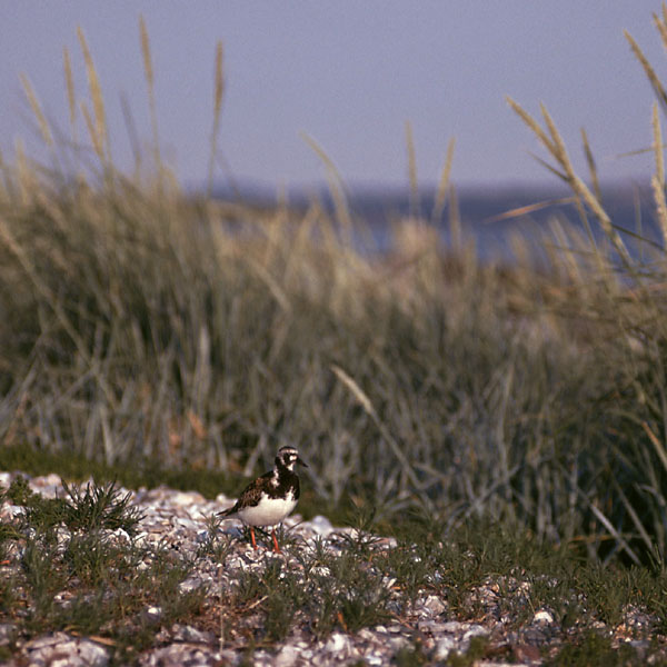 Sejlerminder 1975