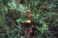P34