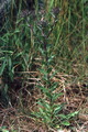 P54