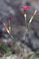 P55
