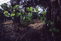 P62