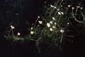 P77