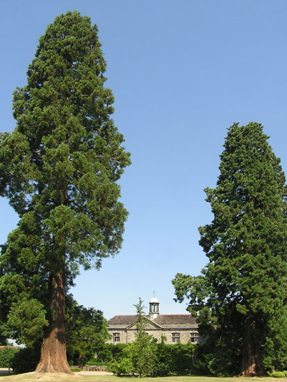 Vindfløj / Weather vane