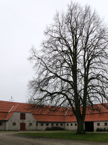 Vindfløj / Weather vane