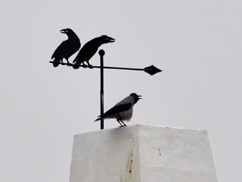 Vindfløj / Weather vane